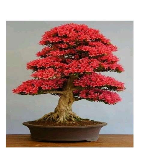 iShopping - HusMah Rare Red Japanese Sakura Imported Seeds