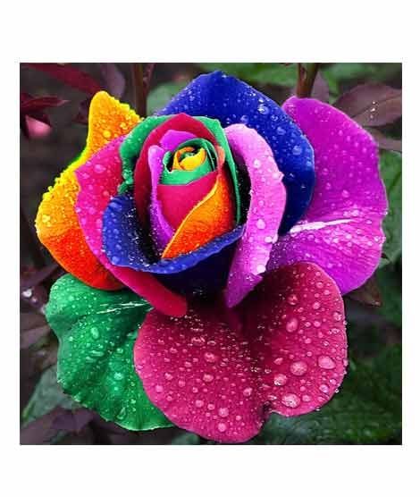 iShopping - HusMah Rare Rose Rainbow Flower Seeds