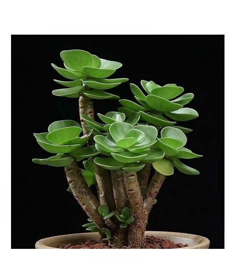 iShopping - HusMah Rare Tatari Succulent Seeds