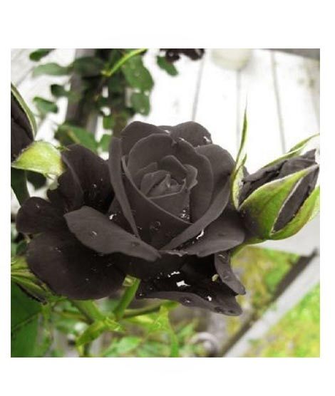 iShopping - HusMah Rare Turkish Black Rose Seeds