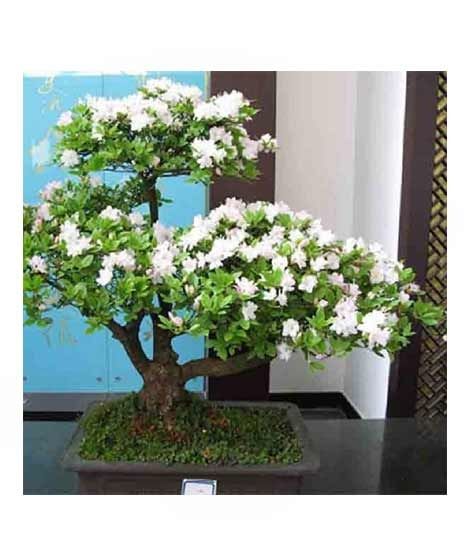 iShopping - HusMah Rare White Azalea Seeds