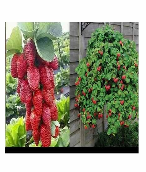 iShopping - HusMah Red Climbing Strawberry 4 Season