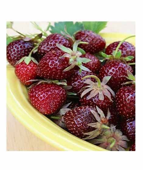 iShopping - HusMah Strawberry Maroon Furit Seeds