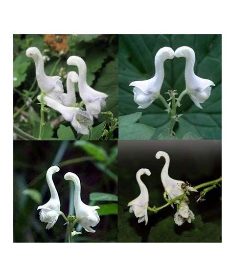 iShopping - HusMah Swan Flowers Bonsai