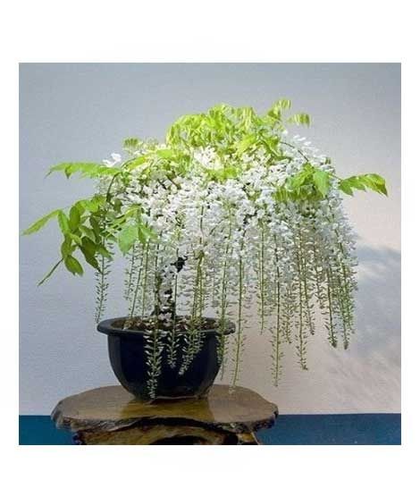 iShopping - HusMah Unique Bonsai White Wisteria Tree Seeds