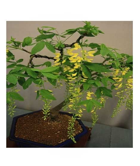 iShopping - HusMah Unique Bonsai Yellow Wisteria Tree Seeds