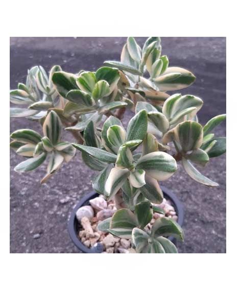 iShopping - HusMah Variegated Jade Succulent Seeds