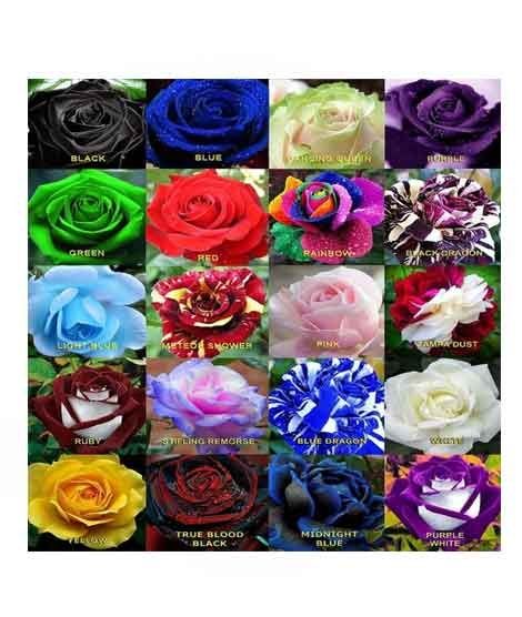 iShopping - HusMah World's Rarest Rose Seeds Mix