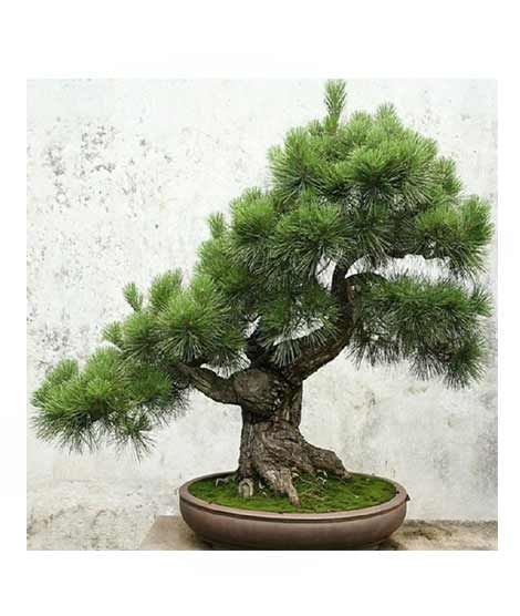 iShopping - HusMah Japanese Pinus Thunbergii Pine Tree