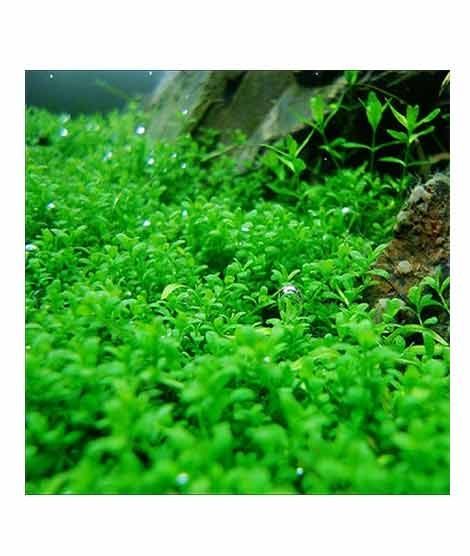 iShopping - HusMah Live Aquarium Fish Tank Big Leif Plants Seeds-100 Seeds