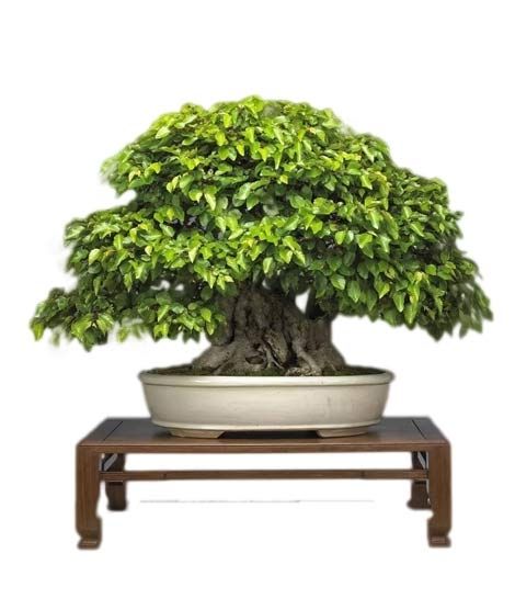iShopping - HusMah Mini Bonsai Korean Bornbeam Seeds