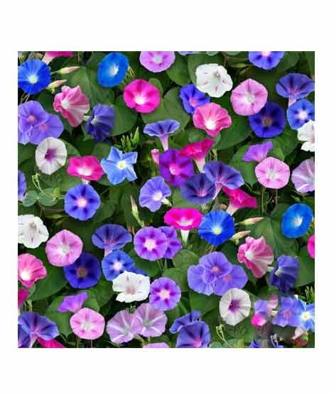 iShopping - Diy Store Morning Glory Early Call Mix Summer Seeds