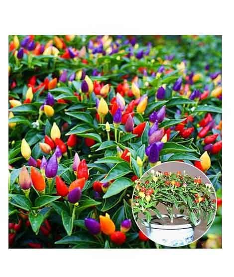 iShopping - HusMah Ornamental Hot Chili Imported Seeds