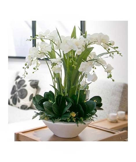 iShopping - HusMah Phalaenopsis Orchid Seeds White