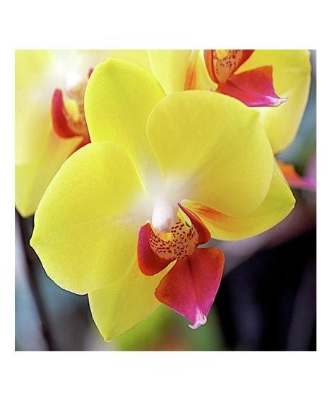 iShopping - HusMah Phalaenopsis Orchid Yellow Pink Seeds