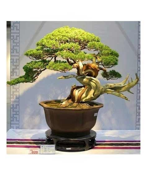 iShopping - HusMah Rare Beautiful Juniper Bonsai Tree Seeds