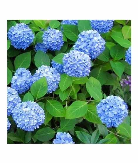 iShopping - HusMah Rare Hydrangea Seeds Blue