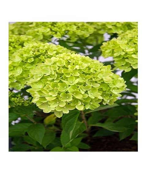 iShopping - HusMah Rare Hydrangea Seeds Green