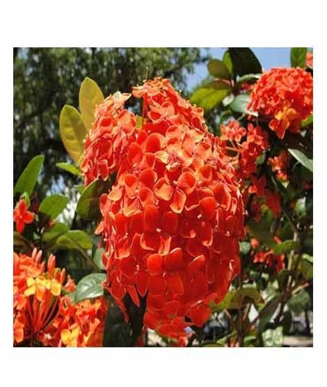 iShopping - HusMah Rare Hydrangea Seeds Orange