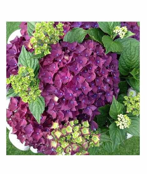 iShopping - HusMah Rare Hydrangea Seeds Purple