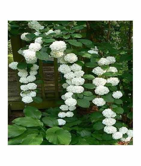 iShopping - HusMah Rare Hydrangea Seeds White