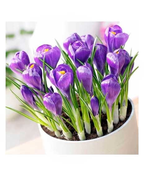 iShopping - HusMah Rare Netherlands Saffron Flower Seeds