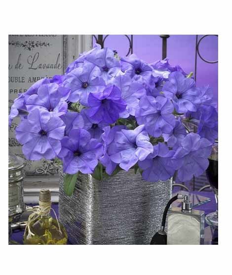 iShopping - HusMah Rare Petunia Seeds Blue