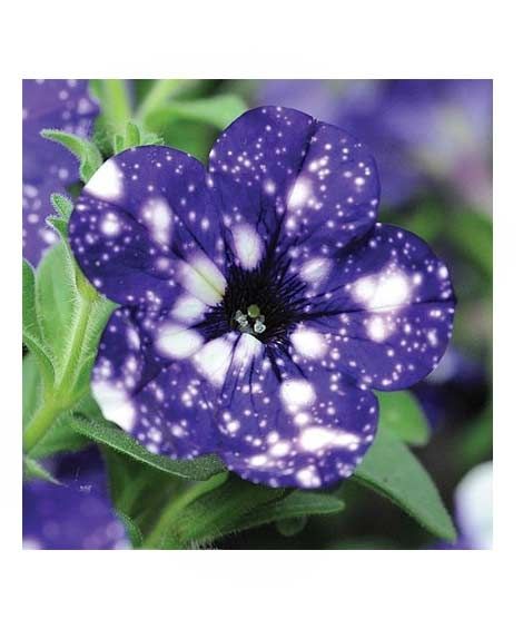 iShopping - HusMah Rare Petunia Seeds Dark Blue