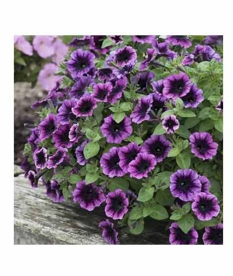 iShopping - HusMah Rare Petunia Seeds Purple