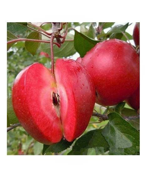 iShopping - HusMah Rare Red Apple Seeds