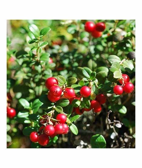iShopping - HusMah Rare Red Pearl Cherry Blossom seeds