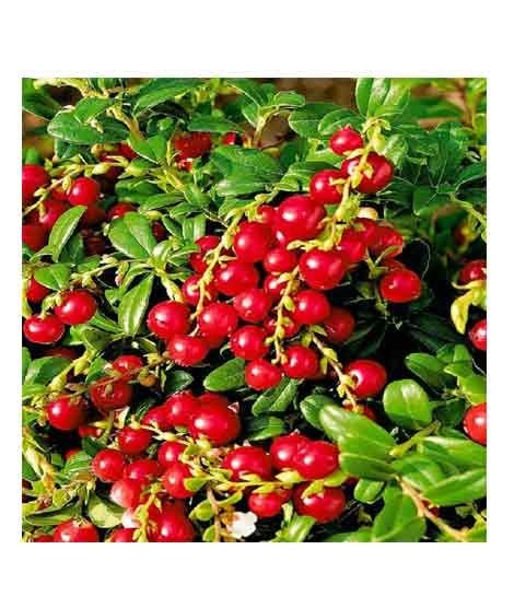 iShopping - HusMah Rare Red Pearl Cherry Blossom seeds