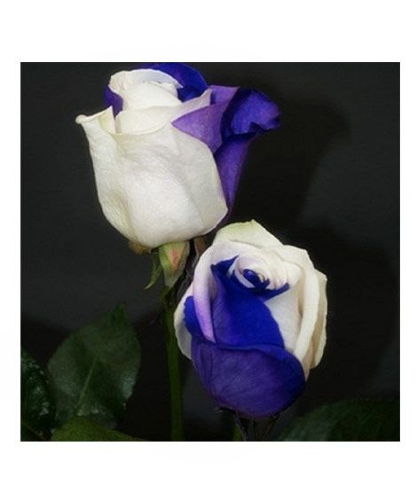 iShopping - HusMah Rare White & Blue Rose Seeds