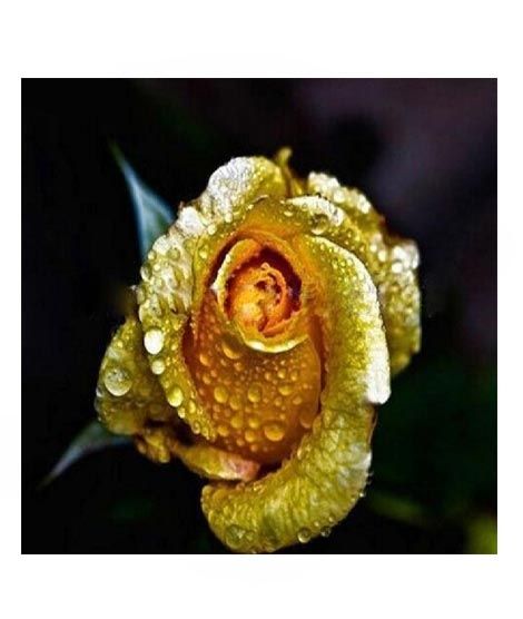 iShopping - HusMah Rare Yellow Gold Rose Imported Seeds