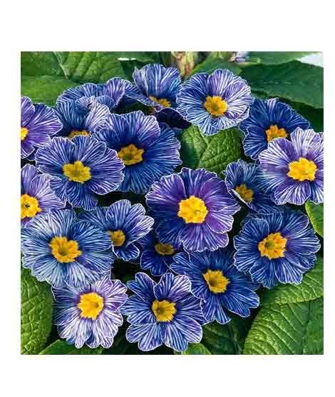 iShopping - HusMah Rare Zebra Blue Primrose seeds