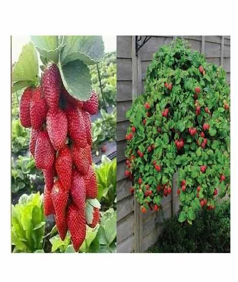 iShopping - HusMah Red Climbing Strawberry 4 Season seeds