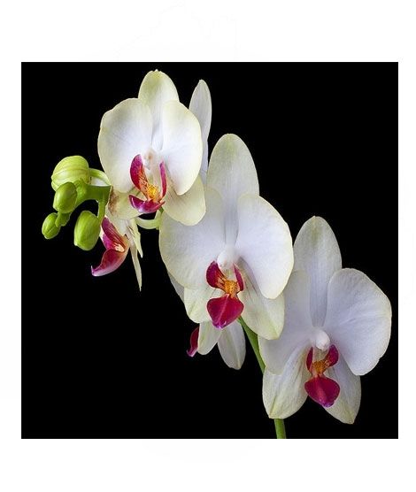 iShopping - HusMah White Phalaenopsis Orchid Centrally Red Seeds