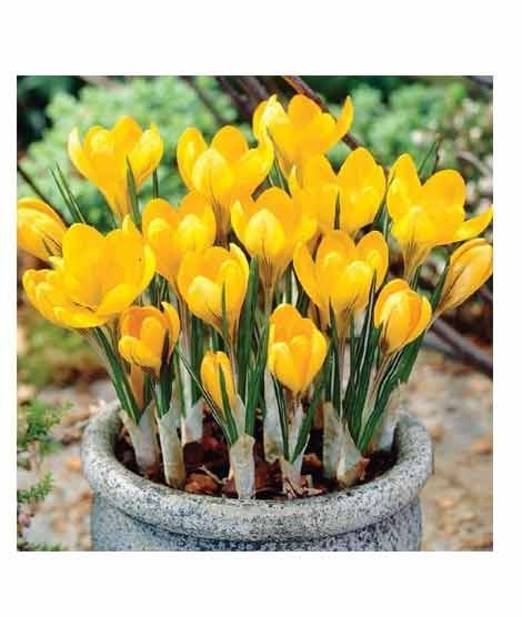 iShopping - HusMah Yellow Saffron Seeds Bonsai Garden Flowers