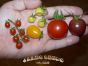iShopping - Diy Store Cherry Tomato Mix Seeds (0049)