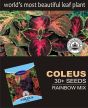 iShopping - Diy Store Coleus Rainbow Mix Plant Seeds (0052)