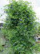 iShopping - Diy Store Butterfly Pea Blue Creeper Summer Seeds