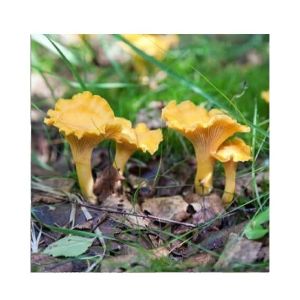 Husmah Chanterelles Mushroom Seeds