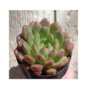 Husmah Bashful Succulent Seeds