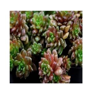 Husmah Little Gem Succulent Seeds