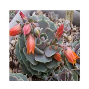 Husmah Lola Succulent Seeds