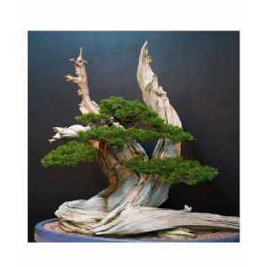 Husmah Japanese Bonsai Juniper Tree Seeds