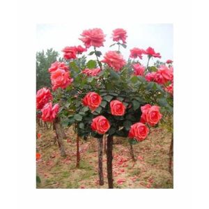 Husmah Rose Orange Tree Seeds