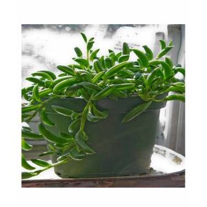 Husmah String of Banana Succulent Seeds