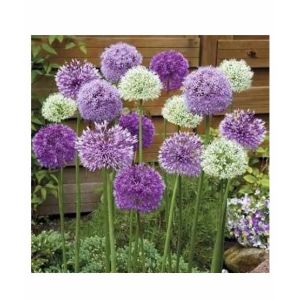 Husmah Allium White & Purple Mix Seeds