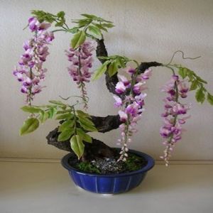 HusMah Bonsai Bi Color Wisteria Tree Seeds